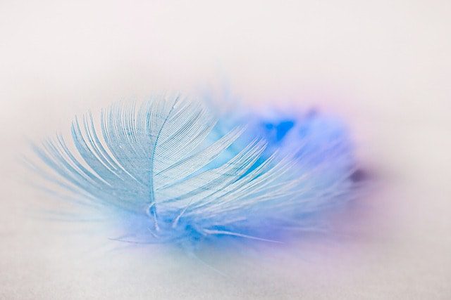 bird feather, feather, plume